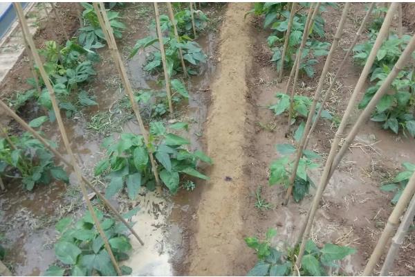 大棚豆角怎么种植，采收盛期要追肥