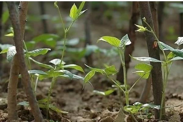 大棚豆角怎么种植，采收盛期要追肥