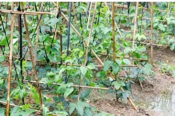 大棚豆角怎么种植，采收盛期要追肥