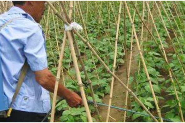 大棚豆角怎么种植，采收盛期要追肥