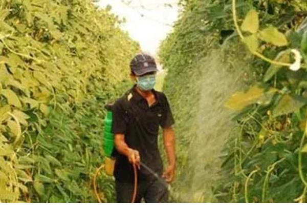 大棚豆角怎么种植，采收盛期要追肥