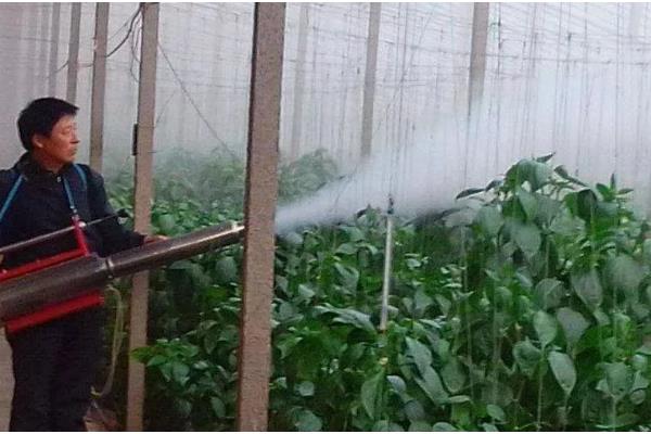 大棚豆角怎么种植，采收盛期要追肥