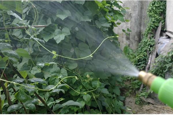 大棚豆角怎么种植，采收盛期要追肥