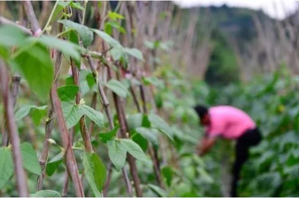 大棚豆角怎么种植，采收盛期要追肥