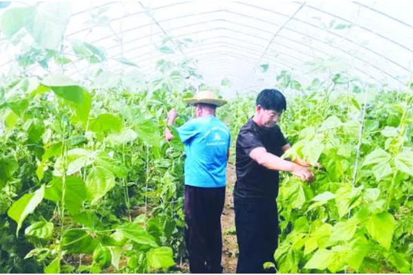 大棚豆角怎么种植，采收盛期要追肥