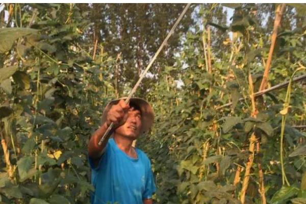 大棚豆角怎么种植，采收盛期要追肥