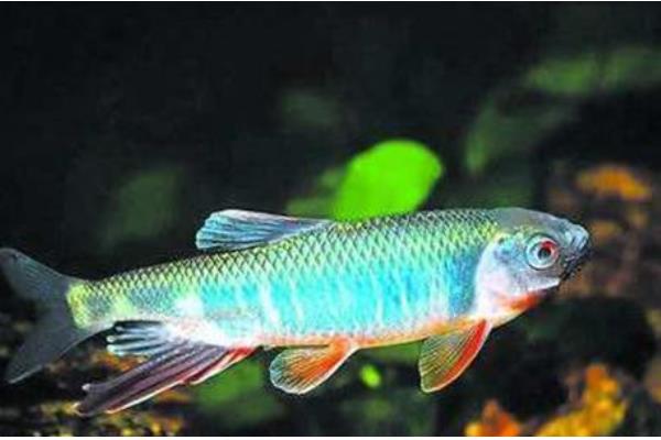 马口鱼多大开始发色，发色一般是在1岁左右