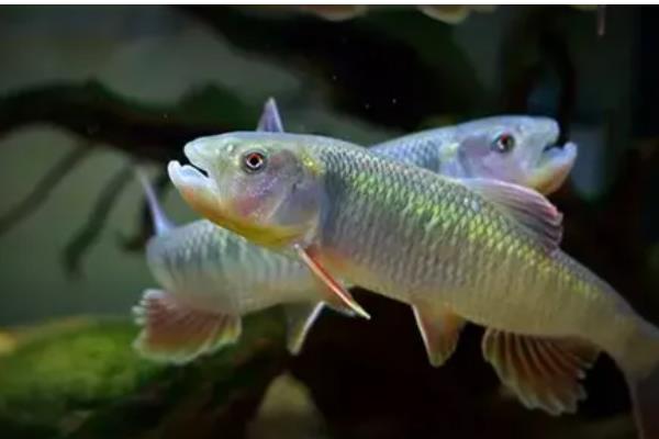 马口鱼多大开始发色，发色一般是在1岁左右