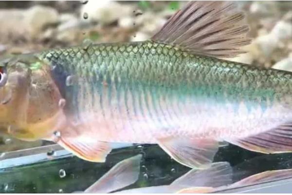 马口鱼多大开始发色，发色一般是在1岁左右