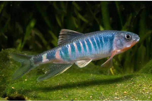 马口鱼多大开始发色，发色一般是在1岁左右