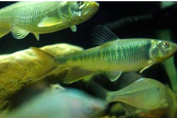 马口鱼多大开始发色，发色一般是在1岁左右