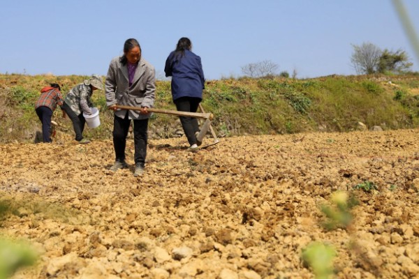 柳树怎么种植，撒播成熟的种子并浇水覆膜