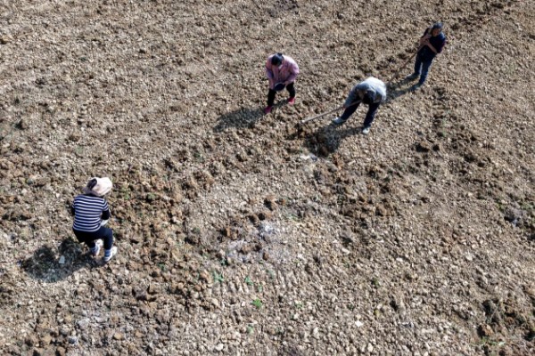 柳树怎么种植，撒播成熟的种子并浇水覆膜