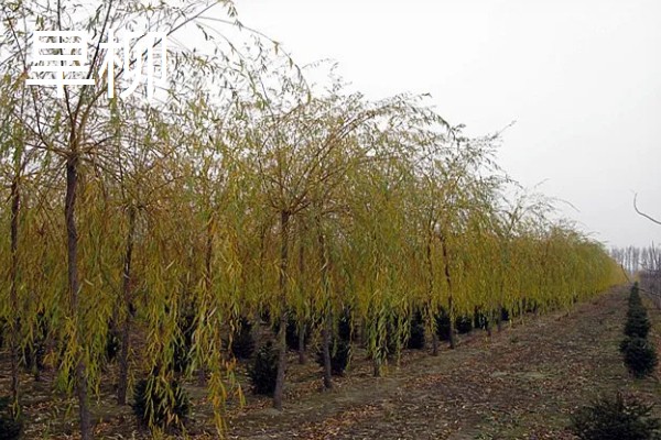 柳树怎么种植，撒播成熟的种子并浇水覆膜