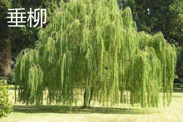 柳树怎么种植，撒播成熟的种子并浇水覆膜