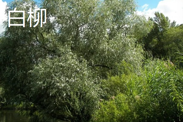 柳树怎么种植，撒播成熟的种子并浇水覆膜