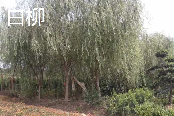 柳树怎么种植，撒播成熟的种子并浇水覆膜