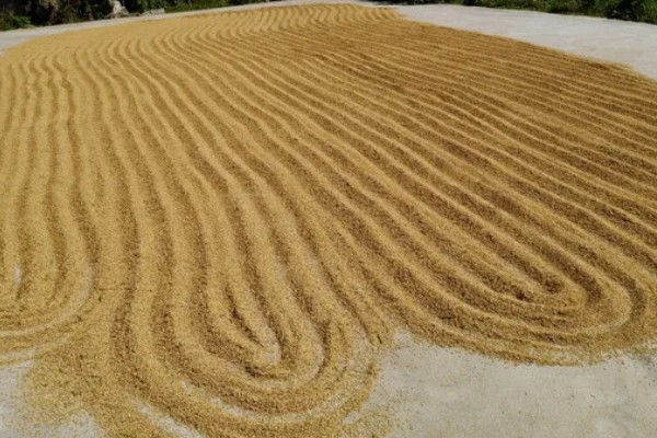 水稻的施肥时间，插秧半个月后追施分蘖肥