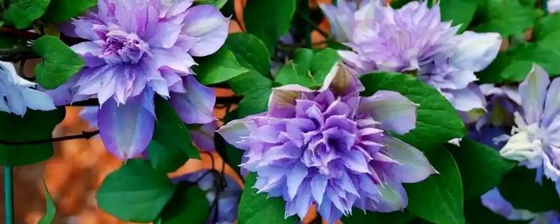 铁线莲有什么品种，华沙女神、居里夫人非常经典