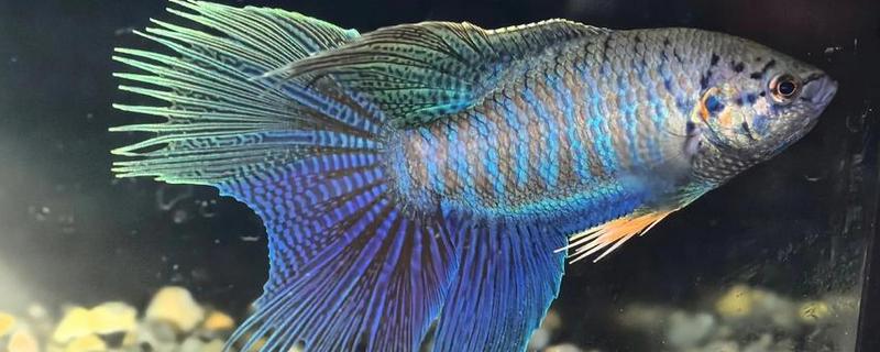 饲养斗鱼要注意什么，水温不能出现太大的起伏变化