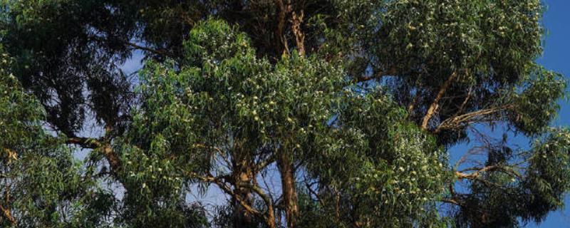 蓝桉树有什么寓意，寓意寂寞孤独、沉默的爱等