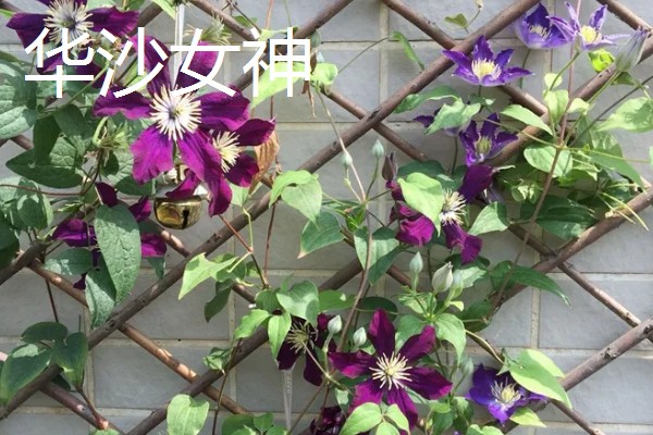 铁线莲有什么品种，华沙女神、居里夫人非常经典