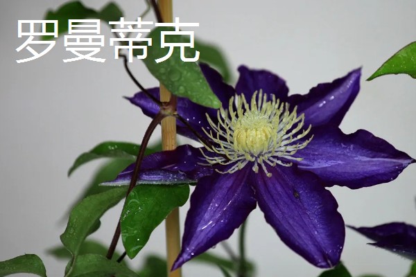 铁线莲有什么品种，华沙女神、居里夫人非常经典