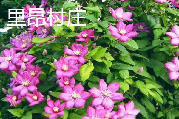 铁线莲有什么品种，华沙女神、居里夫人非常经典