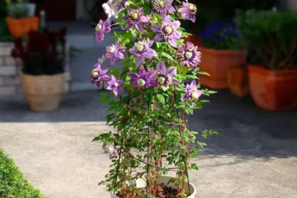 铁线莲有什么品种，华沙女神、居里夫人非常经典