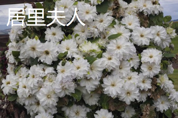 铁线莲有什么品种，华沙女神、居里夫人非常经典