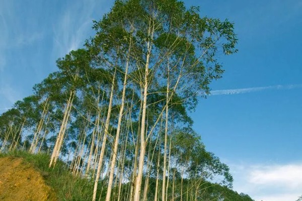 蓝桉树有什么寓意，寓意寂寞孤独、沉默的爱等