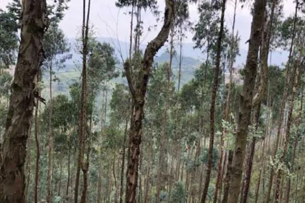 蓝桉树有什么寓意，寓意寂寞孤独、沉默的爱等