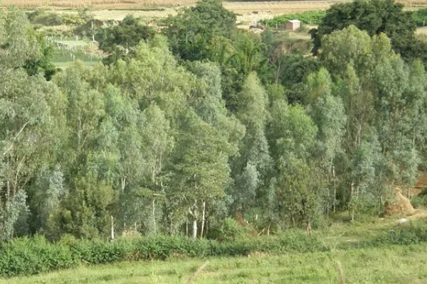 蓝桉树有什么寓意，寓意寂寞孤独、沉默的爱等