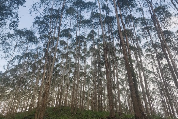 蓝桉树有什么寓意，寓意寂寞孤独、沉默的爱等