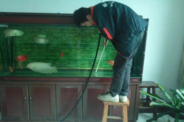 饲养斗鱼要注意什么，水温不能出现太大的起伏变化