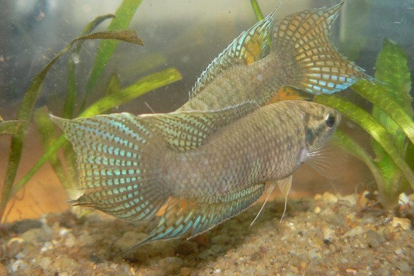 饲养斗鱼要注意什么，水温不能出现太大的起伏变化