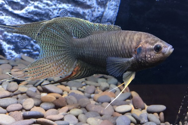 饲养斗鱼要注意什么，水温不能出现太大的起伏变化