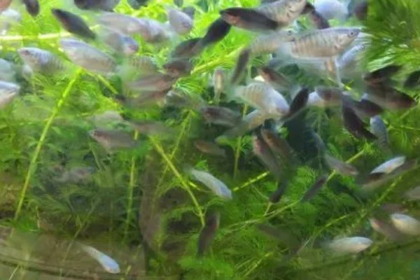 饲养斗鱼要注意什么，水温不能出现太大的起伏变化