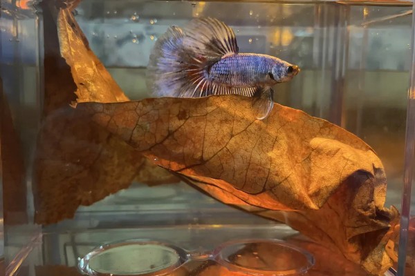 饲养斗鱼要注意什么，水温不能出现太大的起伏变化