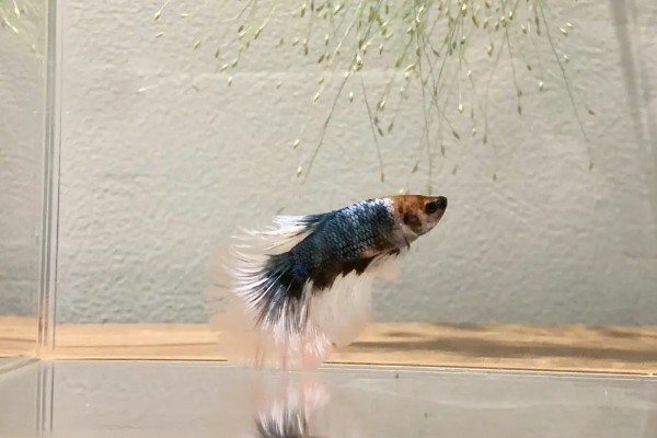 饲养斗鱼要注意什么，水温不能出现太大的起伏变化