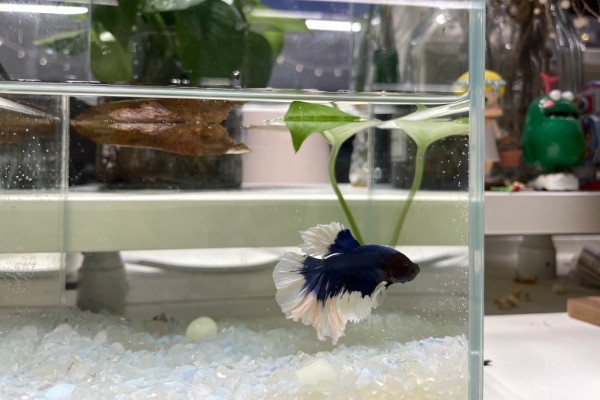 饲养斗鱼要注意什么，水温不能出现太大的起伏变化