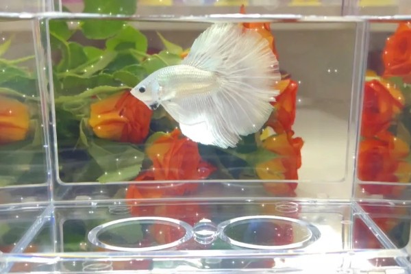 饲养斗鱼要注意什么，水温不能出现太大的起伏变化