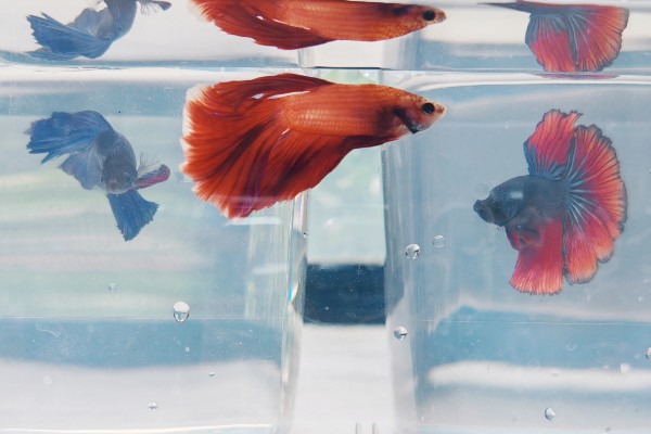 饲养斗鱼要注意什么，水温不能出现太大的起伏变化