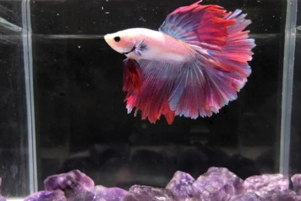 饲养斗鱼要注意什么，水温不能出现太大的起伏变化