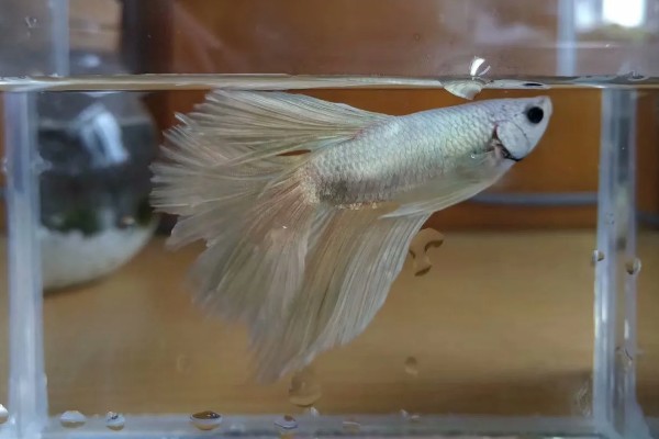 饲养斗鱼要注意什么，水温不能出现太大的起伏变化