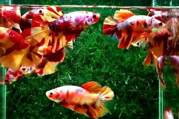 饲养斗鱼要注意什么，水温不能出现太大的起伏变化