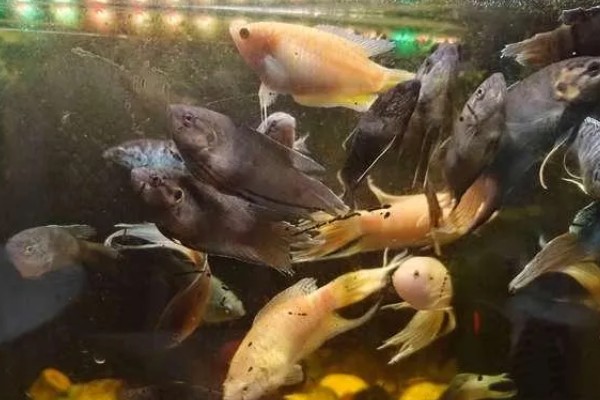 饲养斗鱼要注意什么，水温不能出现太大的起伏变化