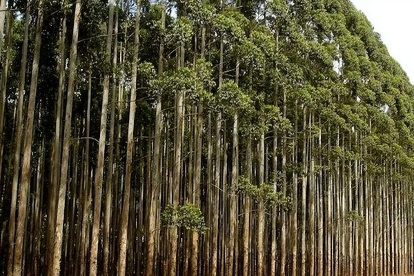 蓝桉树有什么寓意，寓意寂寞孤独、沉默的爱等