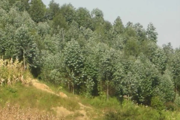 蓝桉树有什么寓意，寓意寂寞孤独、沉默的爱等