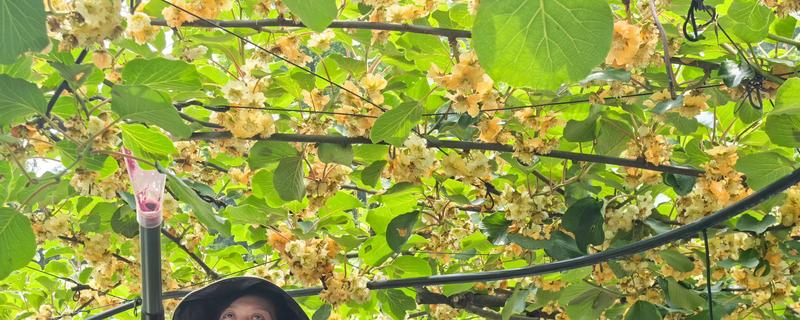 猕猴桃的人工授粉方法，在上午8-9点采集花粉